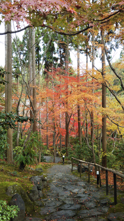 京都紅葉2019