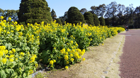 ハナナ京都府立植物園20200312