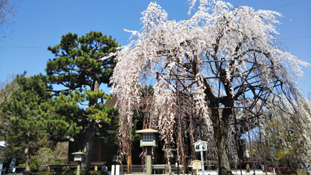 千本釈迦堂枝垂桜20200325