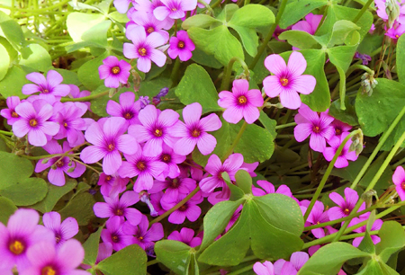 イモカタバミの花