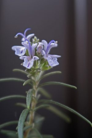 ローズマリーの花