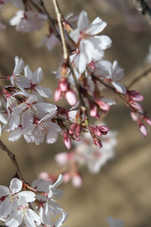 桜のつぼみ