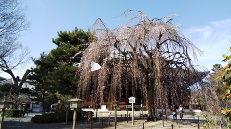 千本釈迦堂枝垂れ桜20210319