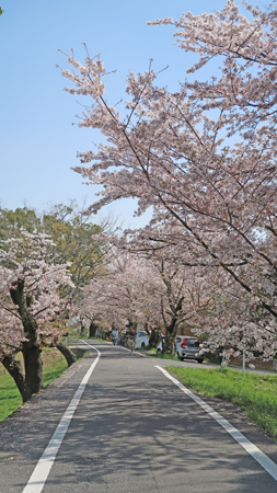 桂川桜の道20210401