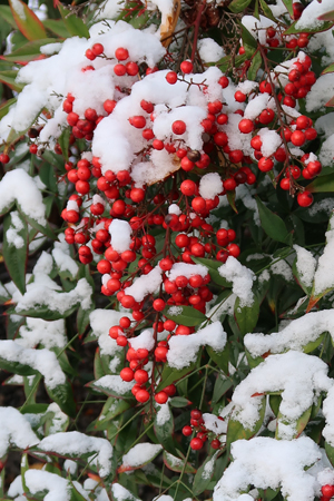 南天に雪