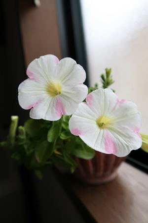 サフィニア冬越し花