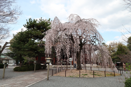 千本釈迦堂枝垂れ桜20220327