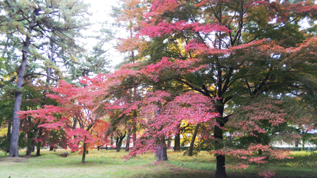 秋の京都御所お散歩