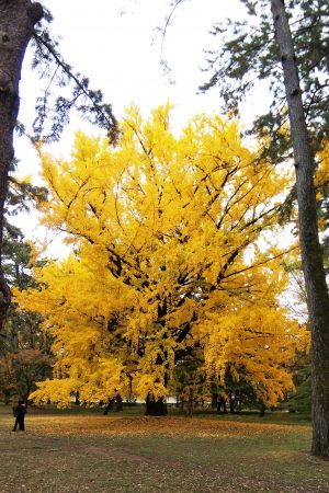 秋の京都御所