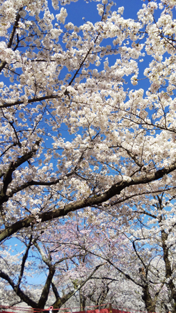 桜満開