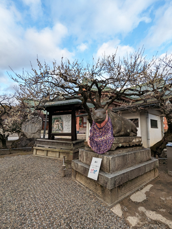 北野天満宮梅20240202