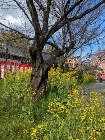 平野神社菜の花20240329