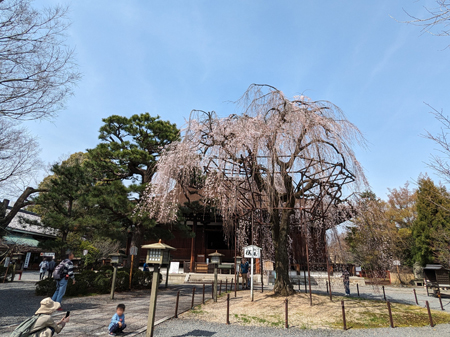 千本釈迦堂枝垂れ桜20240330