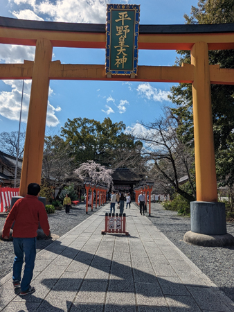 平野神社桜20240329
