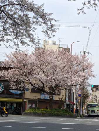 千本今出川の桜