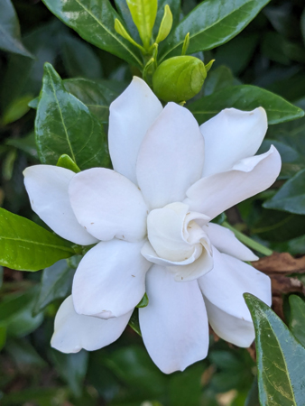 くちなしの花