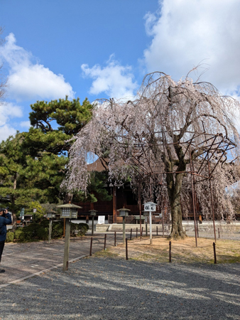 千本釈迦堂枝垂れ桜20250329