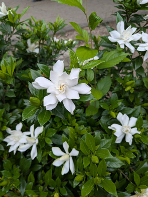 くちなしの花